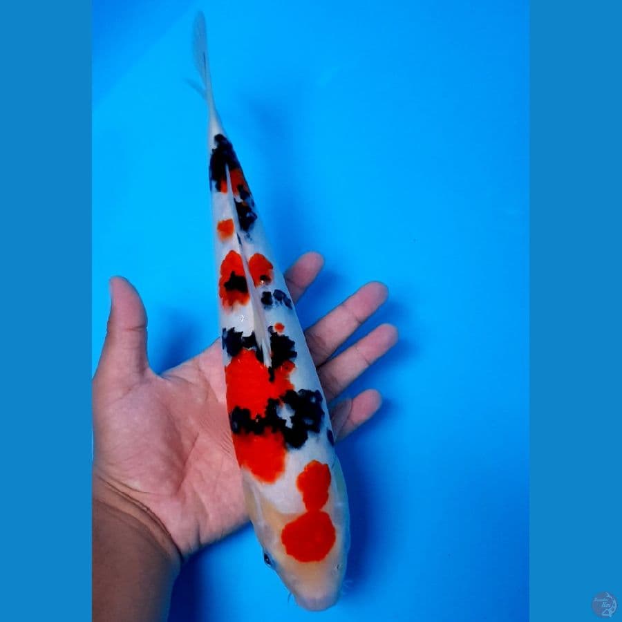 Maruten Sanke 32cm Male