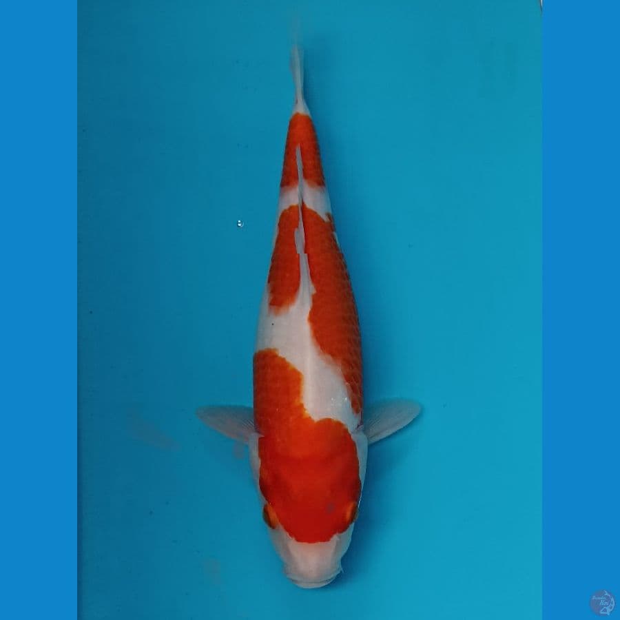 GK 4 kohaku
