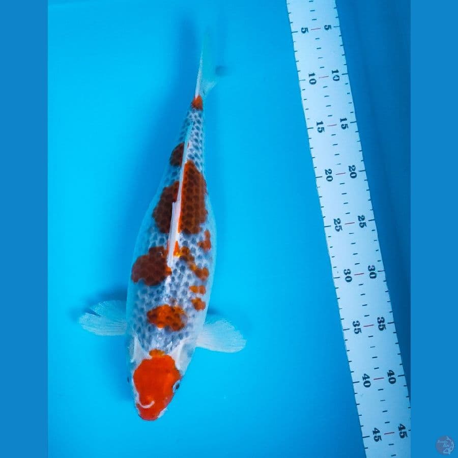 maruten goshiki 36cm fm
