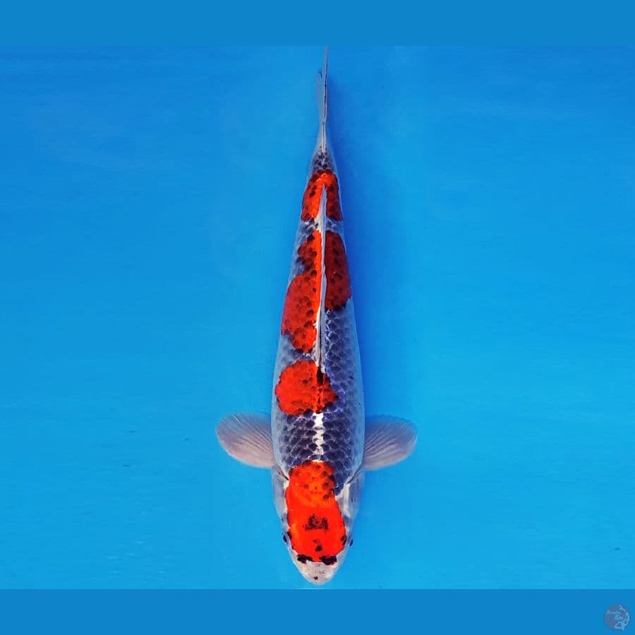 ARISAKA 1- GOSHIKI 35 cm/male ®