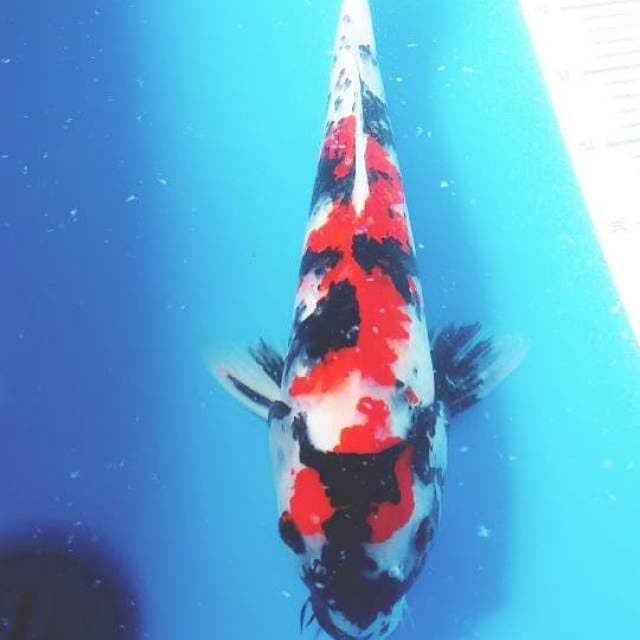 Showa merah 42cm..bagus..tinggal gemukin dikolam