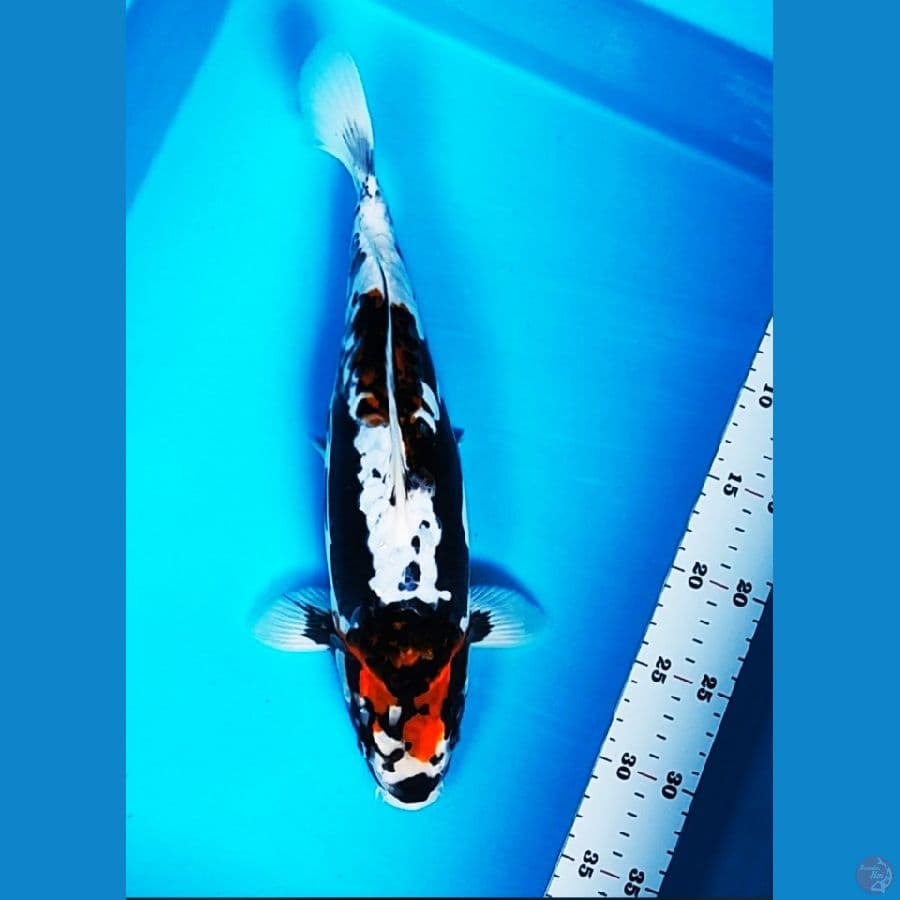 kiko limited 34cm