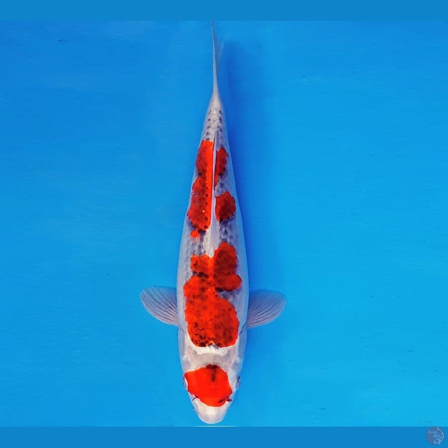 ARISAKA 5 - MARUTEN GOSHIKI 34 cm/cm ®