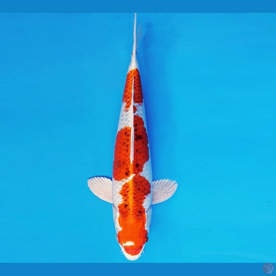 ARISAKA 6 - KUJAKU 35 cm/fm ®