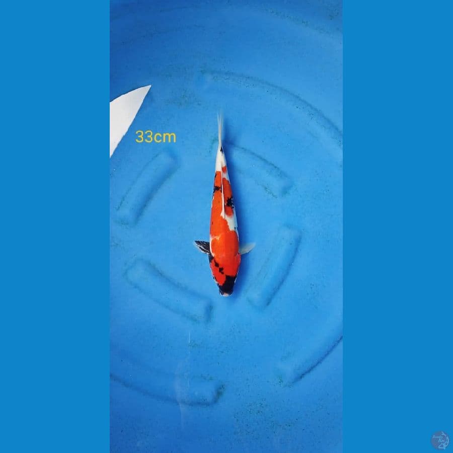 showa 33cm