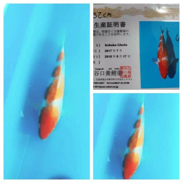 Kohaku ginrin import serti 33cm (prospek)