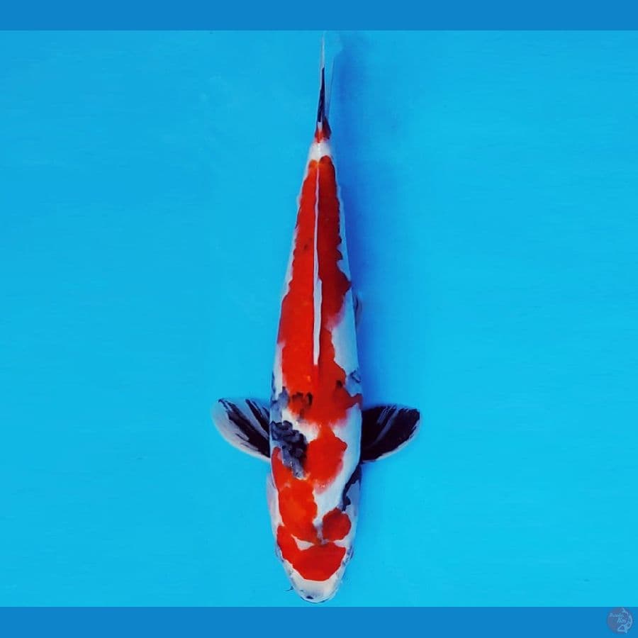 ARISAKA 13 - SHOWA EVOLUTION 29 cm/male ®