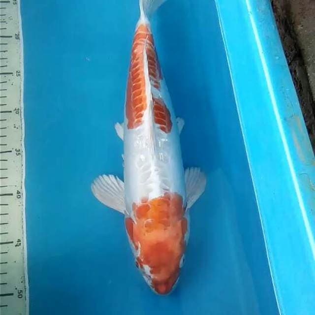 Hariwake Male 38cm