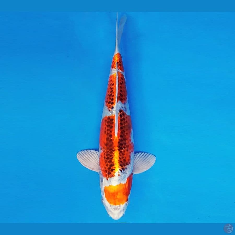 ARISAKA 14 - KUJAKU 32 cm/fm ®