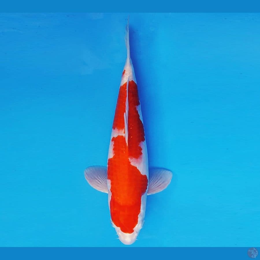 ARISAKA 15 - INAZUMA KOHAKU 34 cm/male ®
