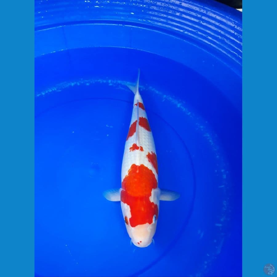 kohaku f 42
