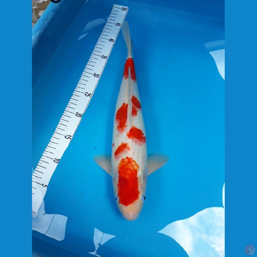 kohaku m 38