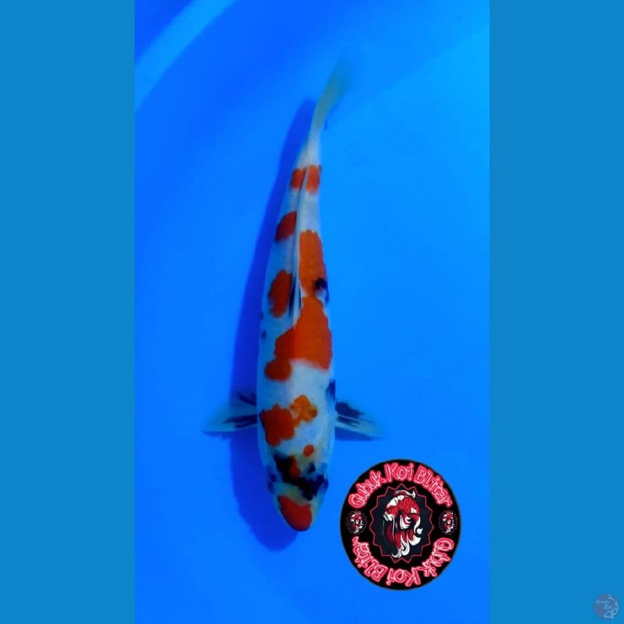 Genchi 1 ~ showa motogoro 31 cm