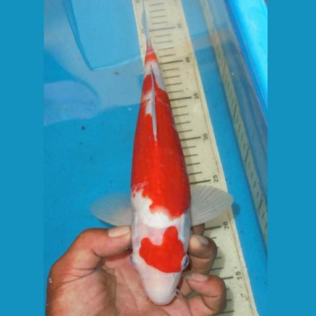 KOHAKU ISTIMEWA