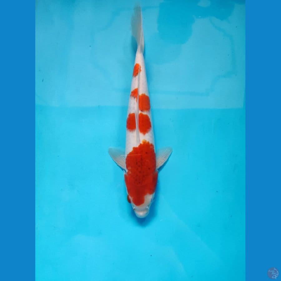 goromo