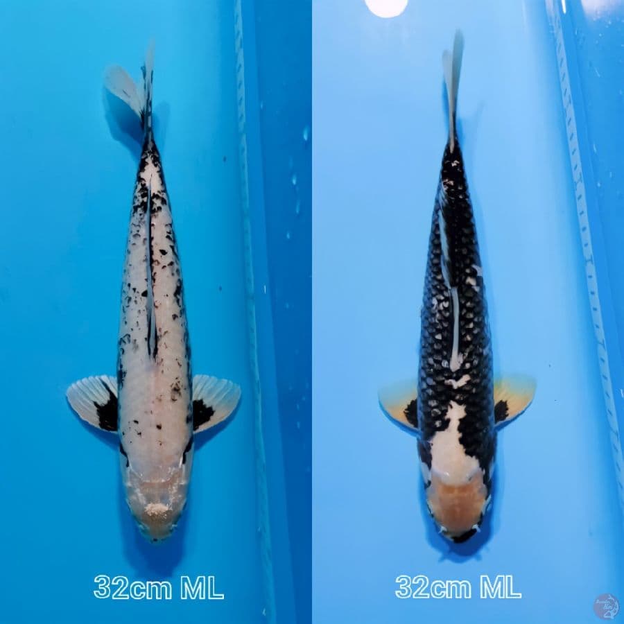 Matsukawabake 32cm jantan semua