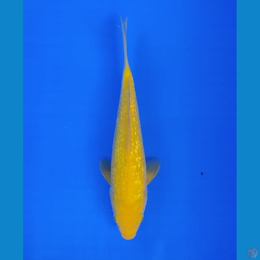 karasi ginrin Mata merah 28cm