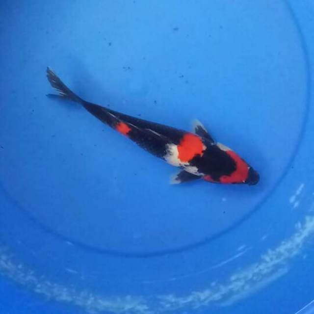 showa male 27cm