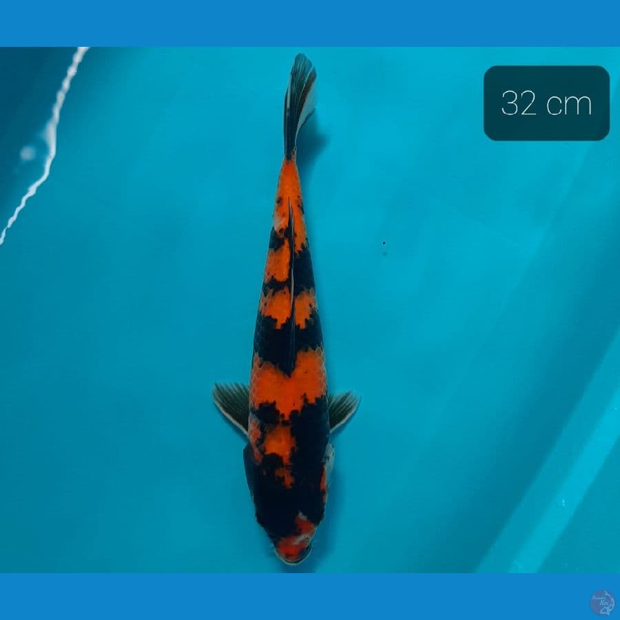 Hishowa 32 cm