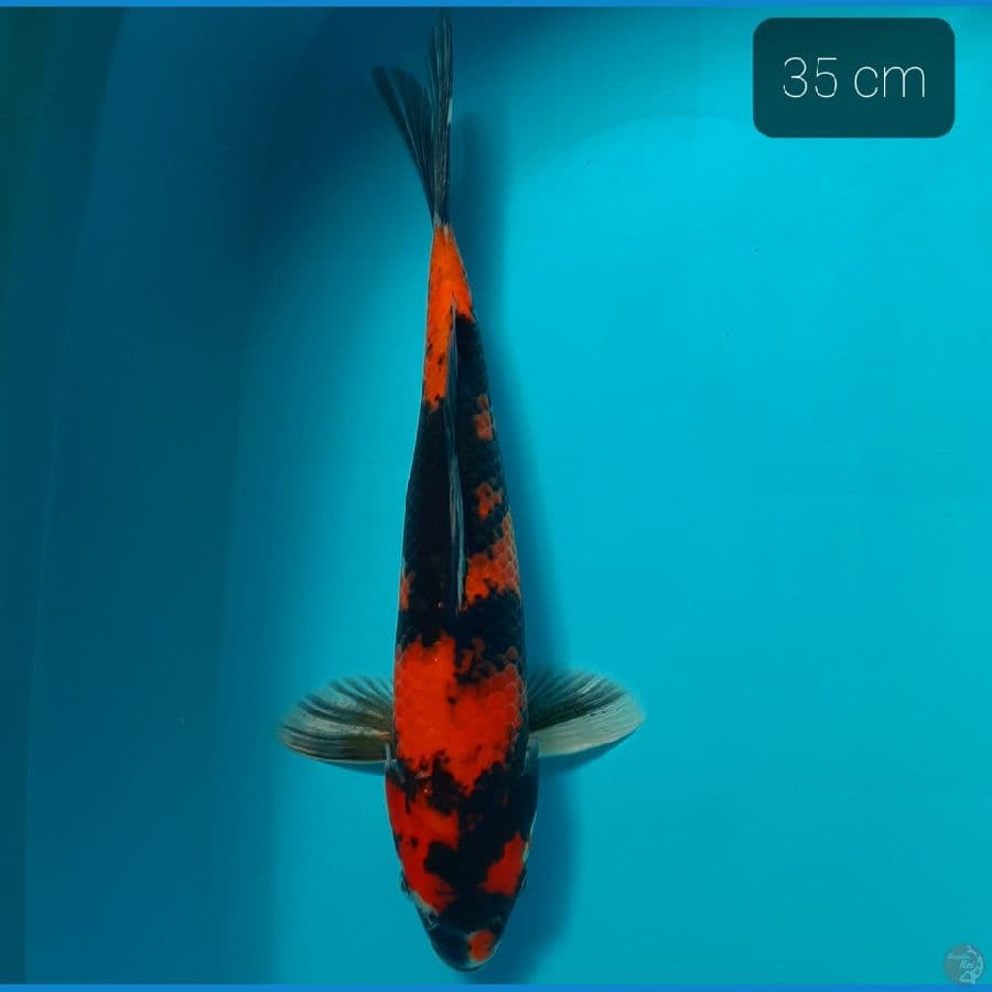 Hishowa 35 cm