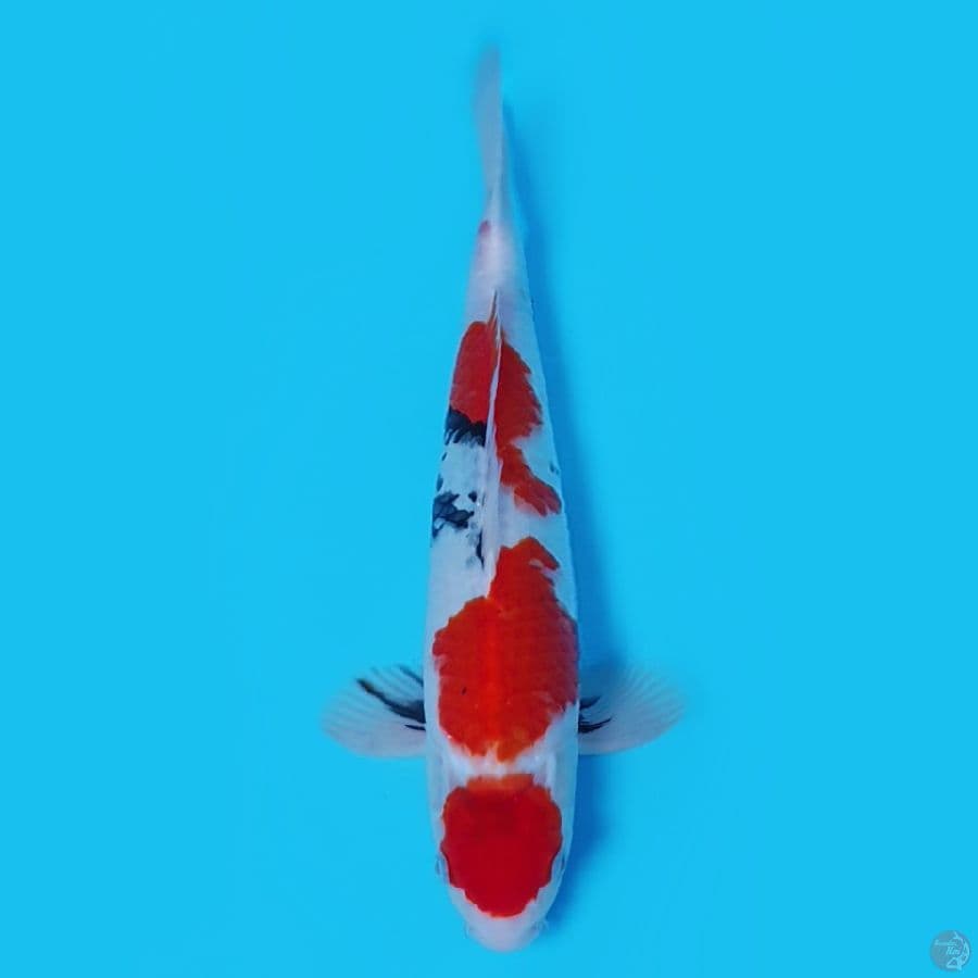 Maruten Showa 40cm Tategoi bahan joss