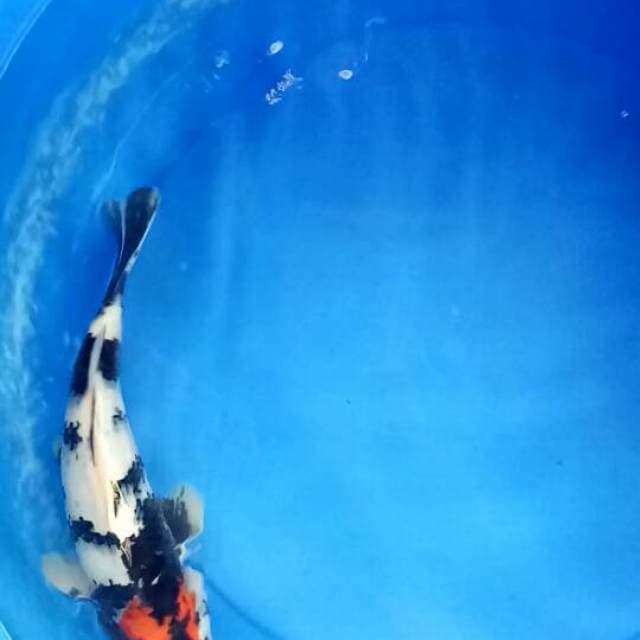 Tancho showa 30cm male
