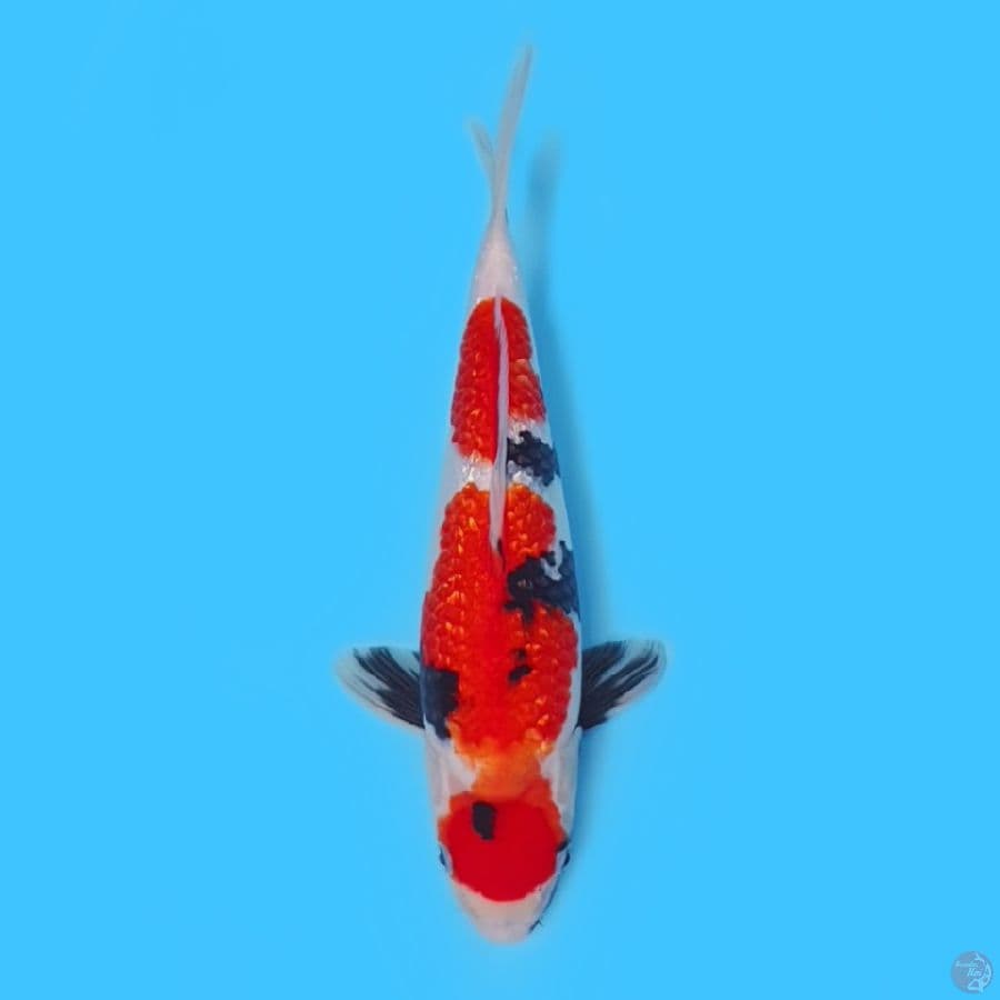 Showa Ginrin 35cm Ginrin full