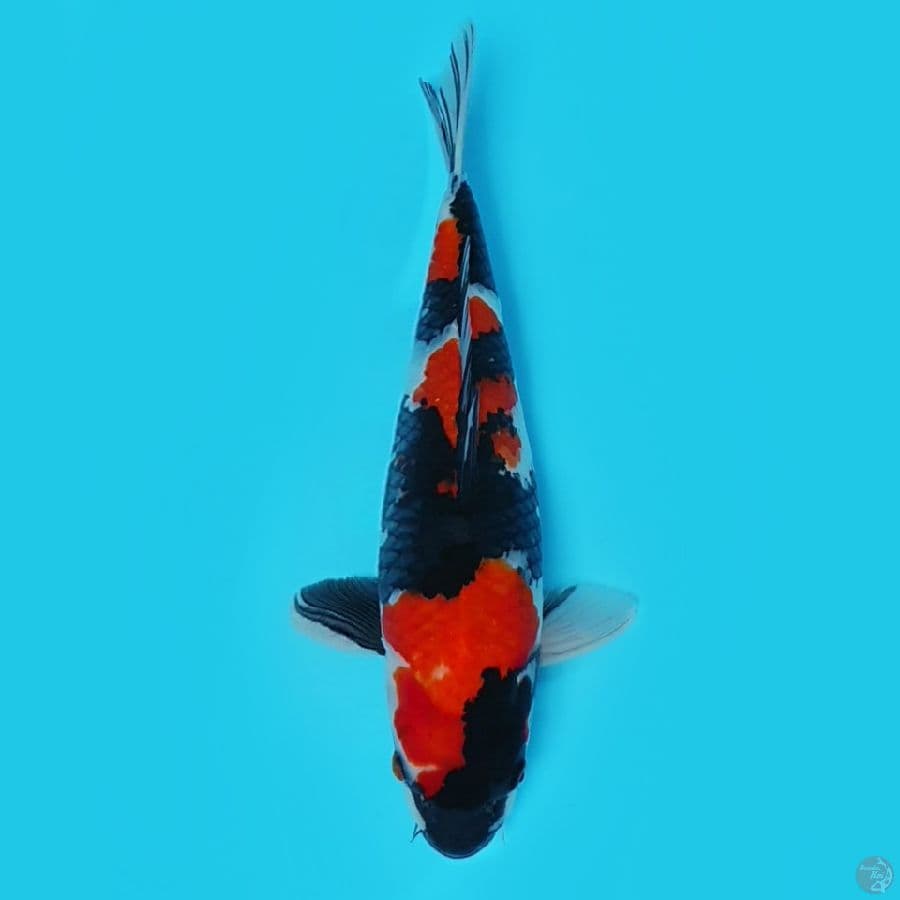 Showa Shansoku 40cm kualitas bagus