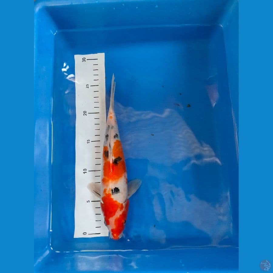 showa 27 cm