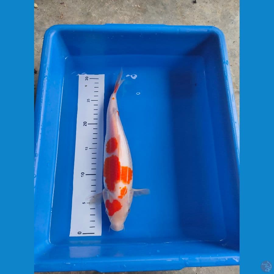 kohaku 30 cm