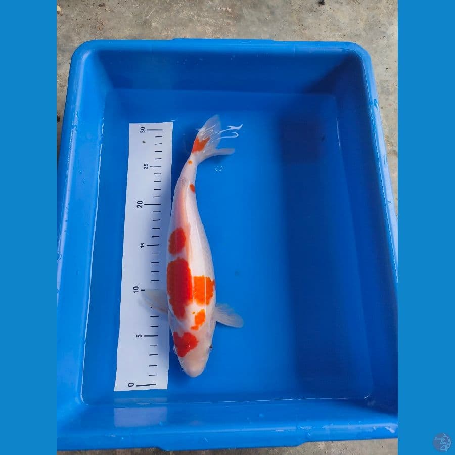 kohaku 30 cm