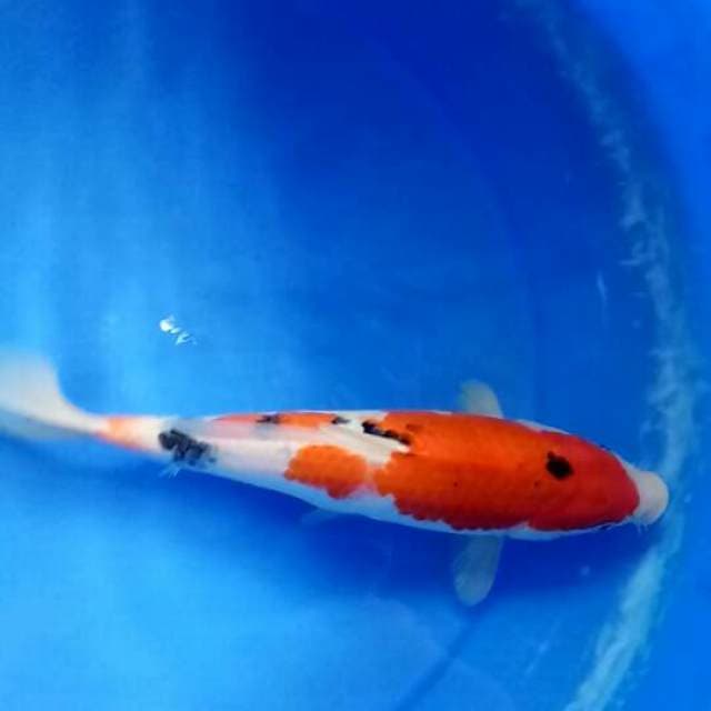 sanke 28cm female