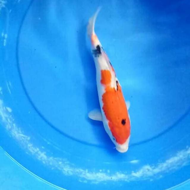 sanke 28cm female