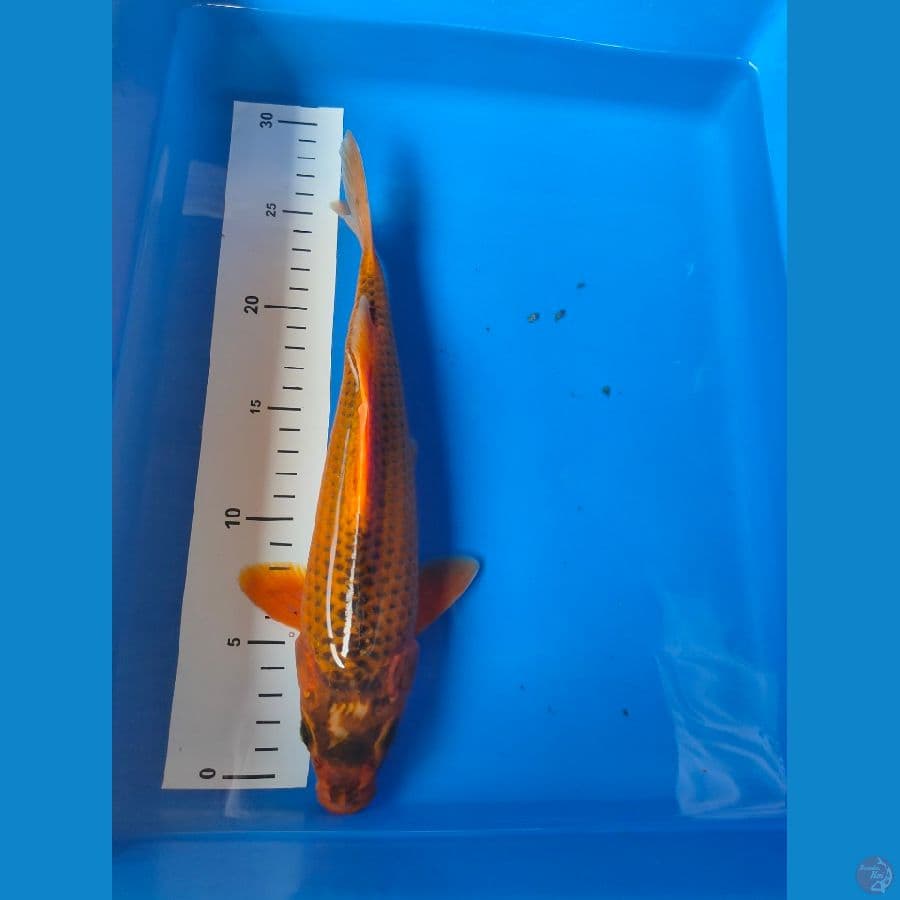 chagoi 28 cm