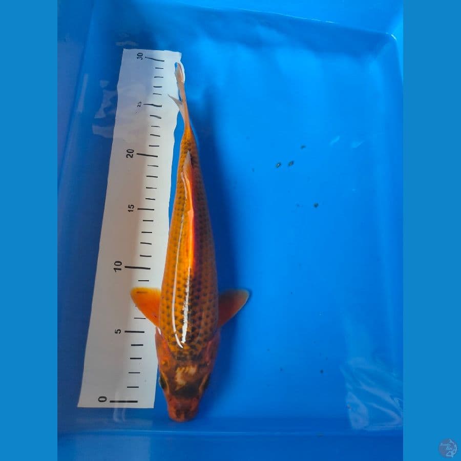 chagoi 28 cm