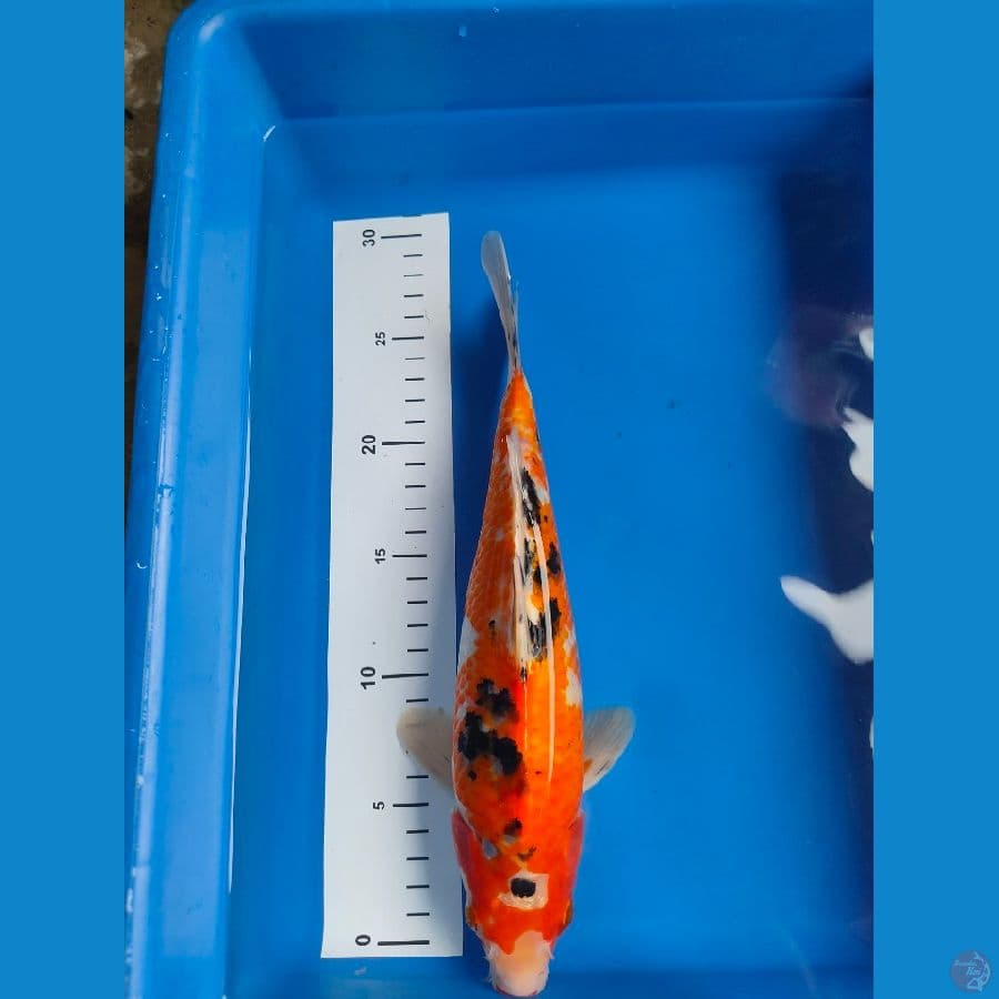 sanke 29 cm