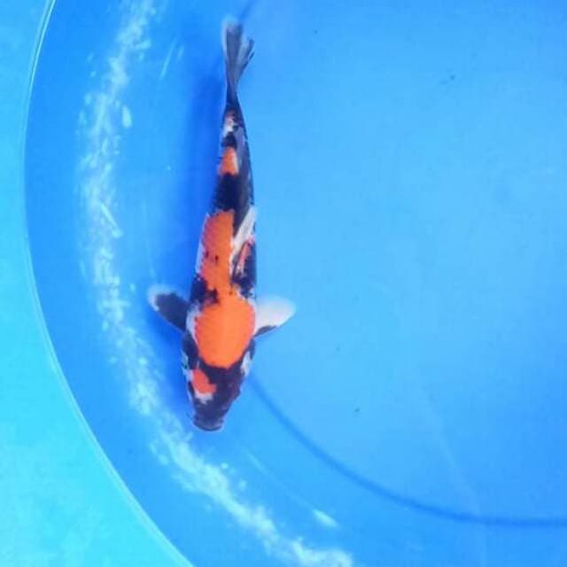 showa 24cm male