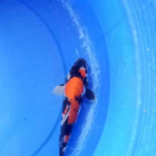 showa 24cm male