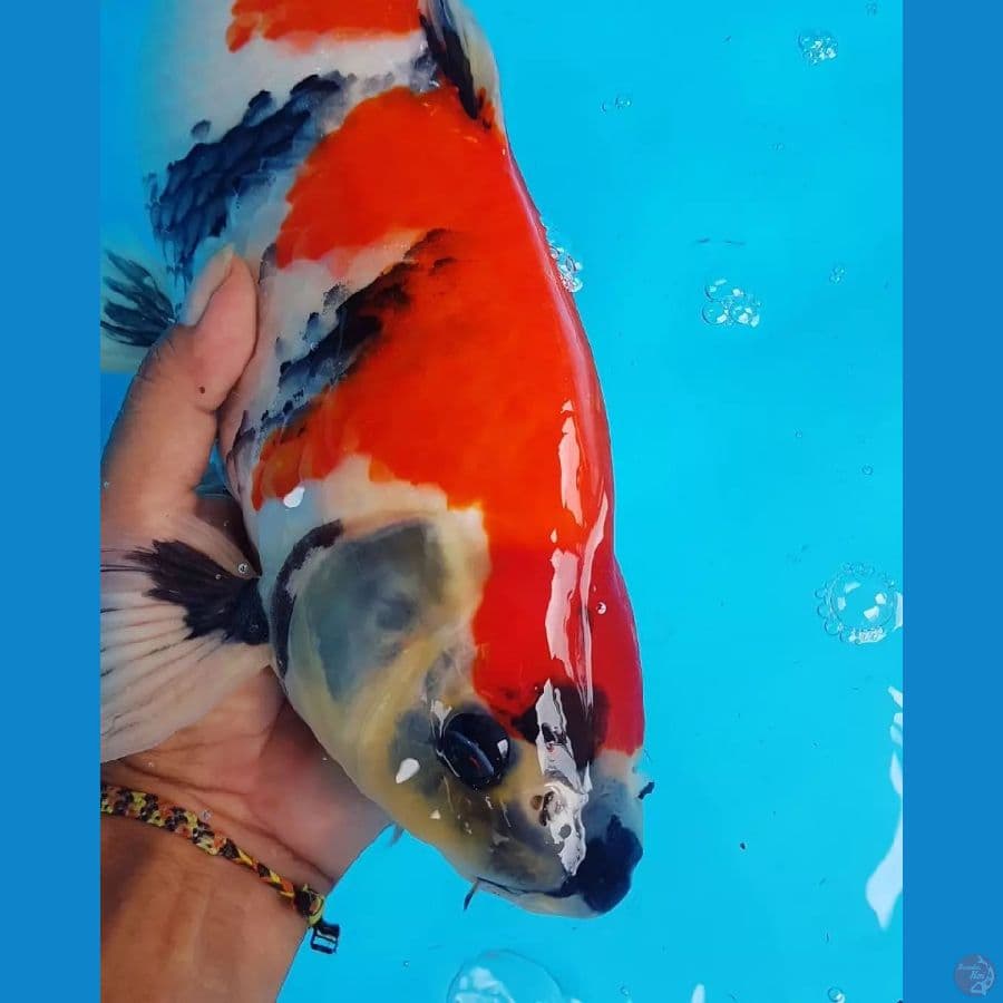 SHOWA NAZUMA 45 cm