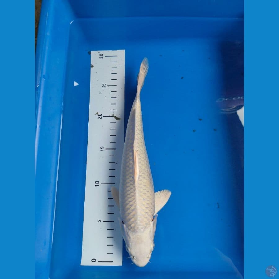 platinum 28 cm