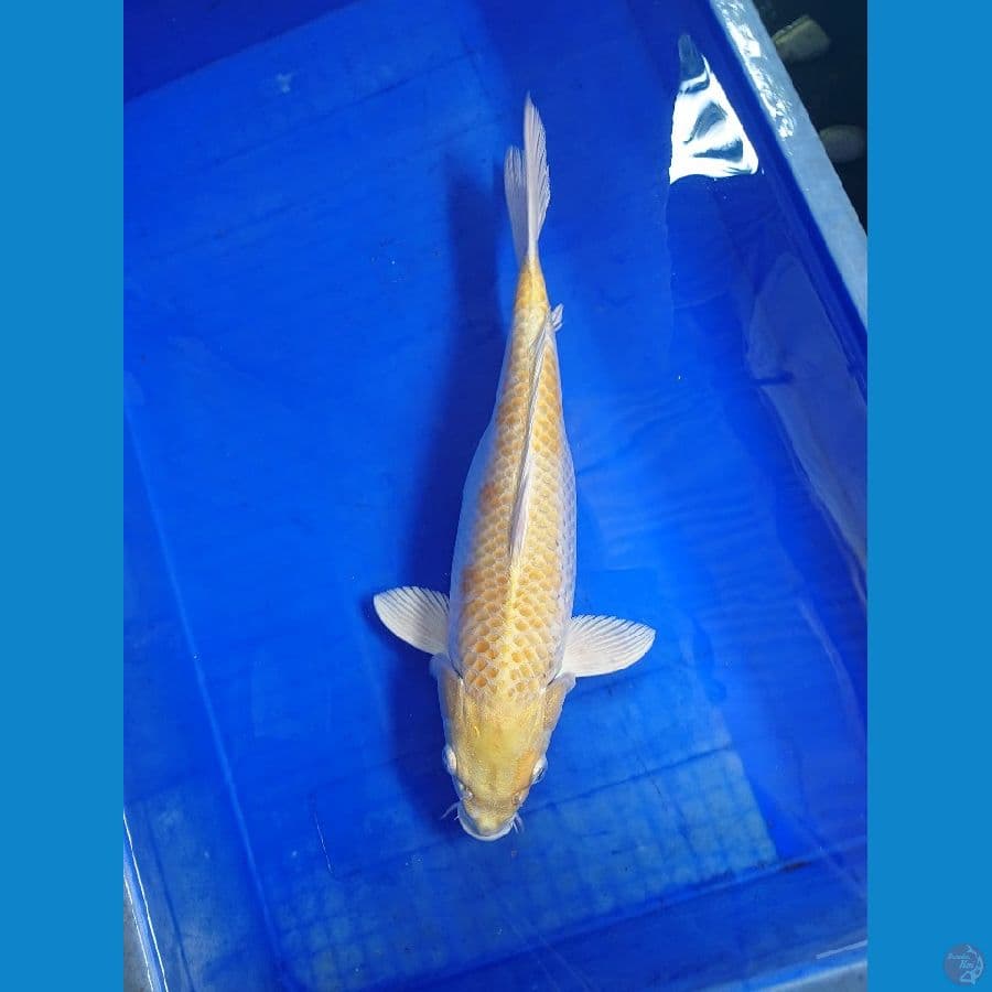 karasi 38 cm