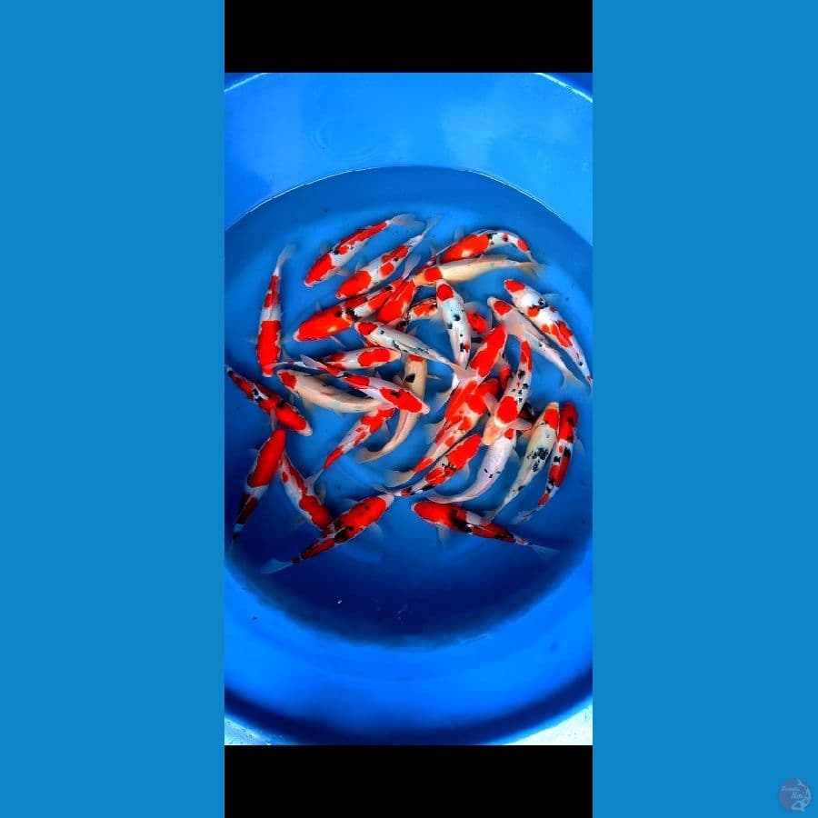 grade A 30 pcs,, 28 32 cm, original merah
