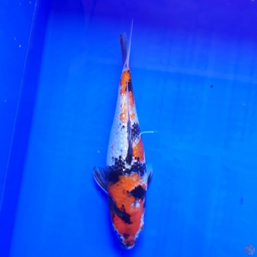 Showa Ginrin 22cm