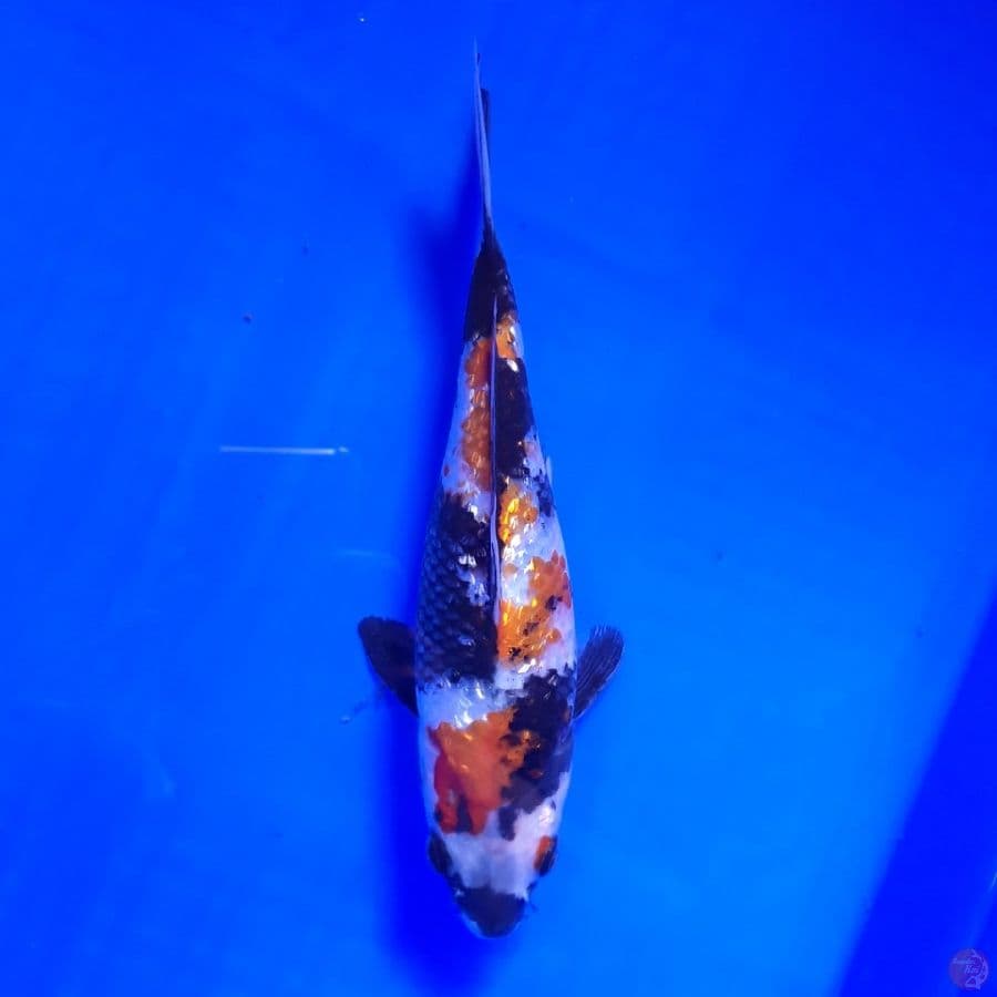 Showa Ginrin 20cm