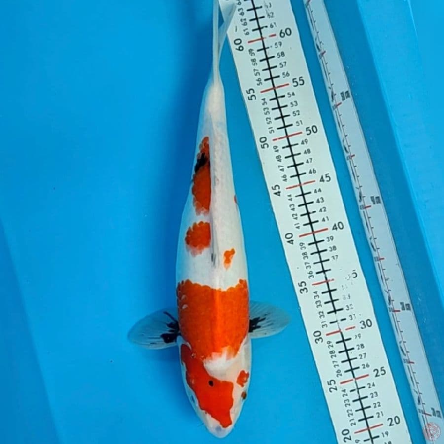 showa 40cm/fmle