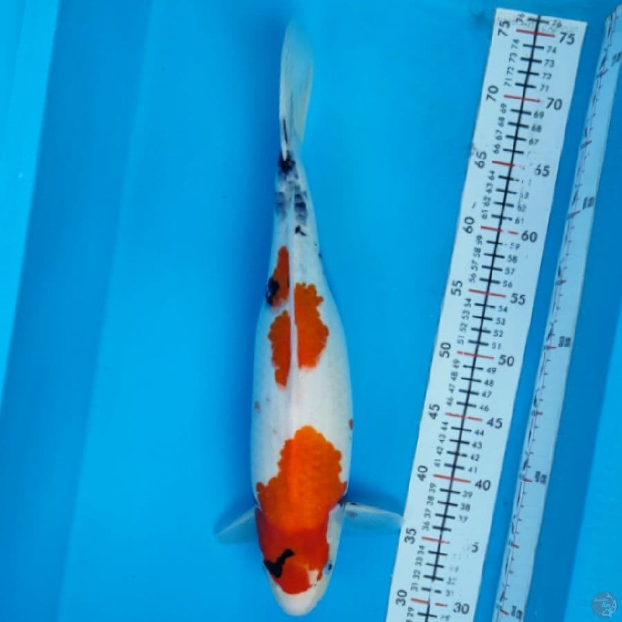 showa 40cm/fmle