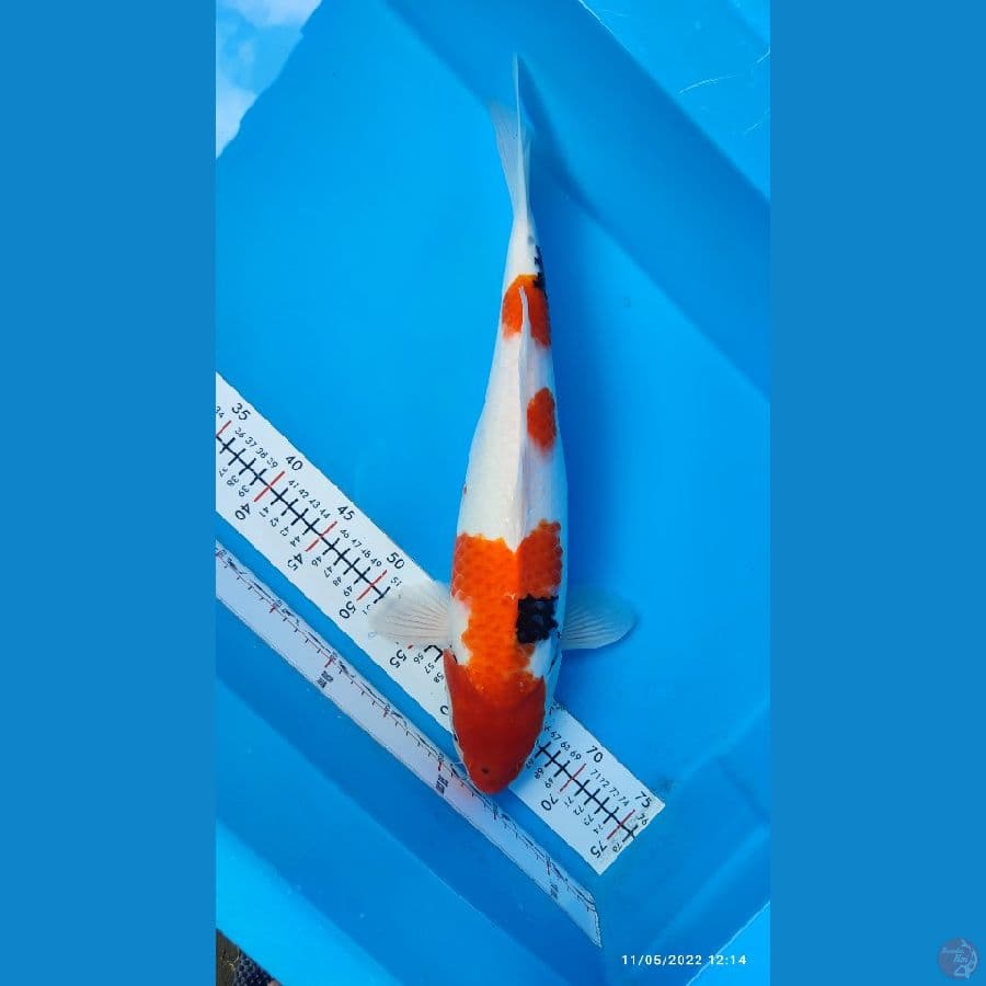 ahowa 46cm/fmle