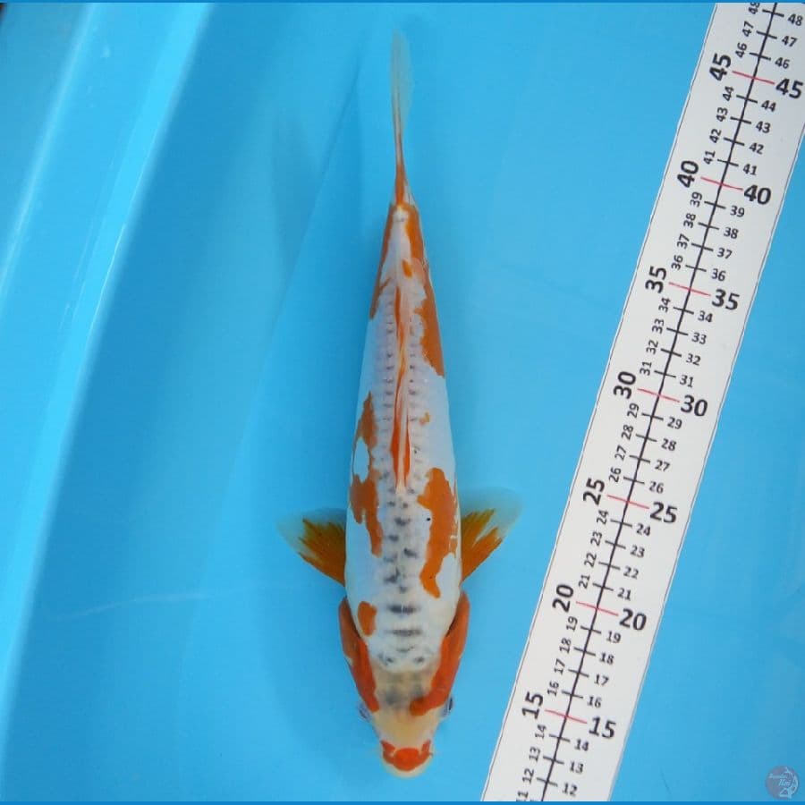 hana shushui 33cm