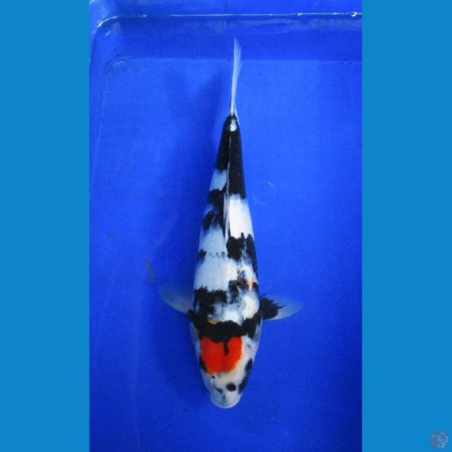 tancho ±38cm