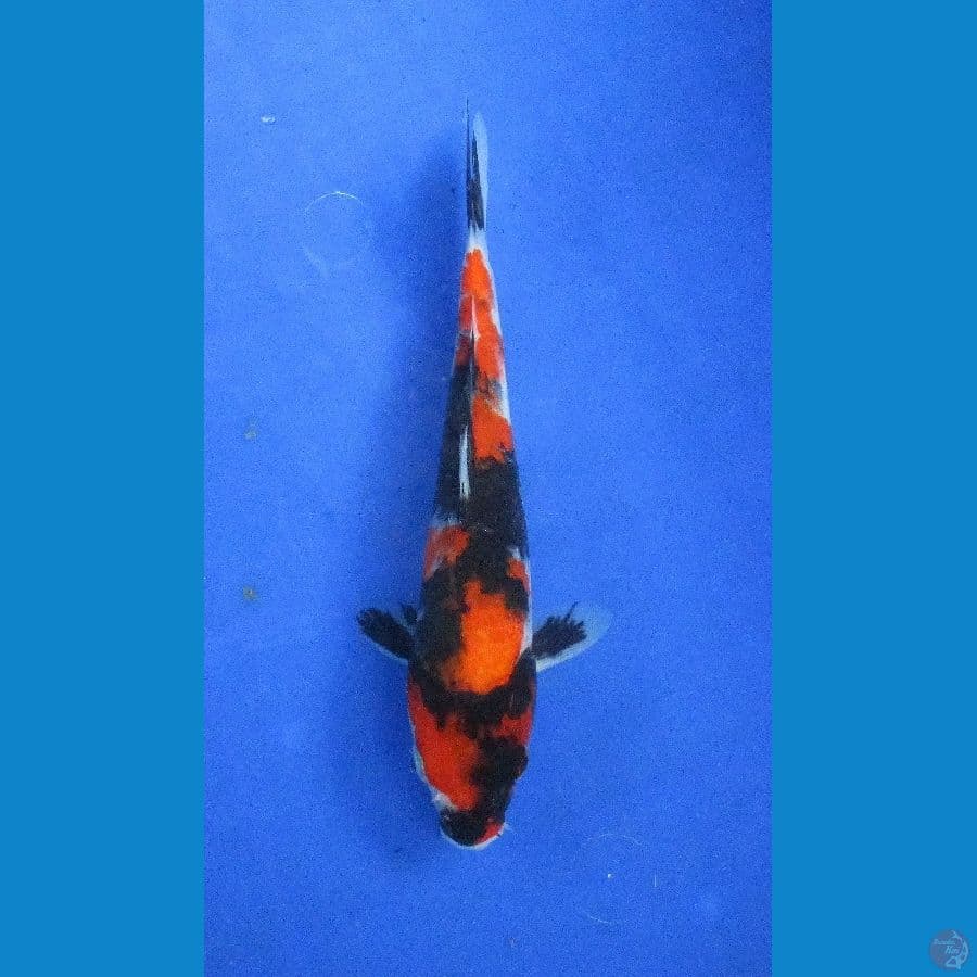 showa ±24cm